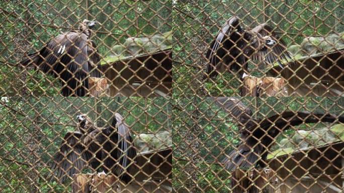 动物园笼子里的秃鹫 升格