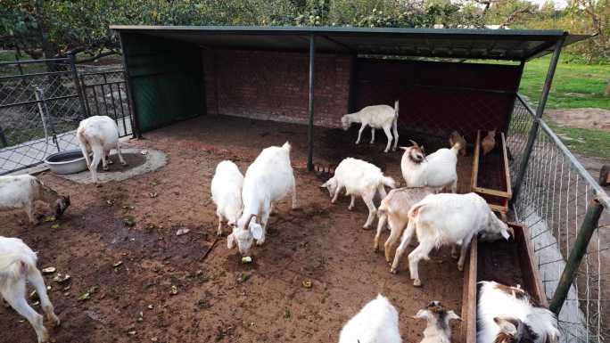 农村羊圈养羊养殖