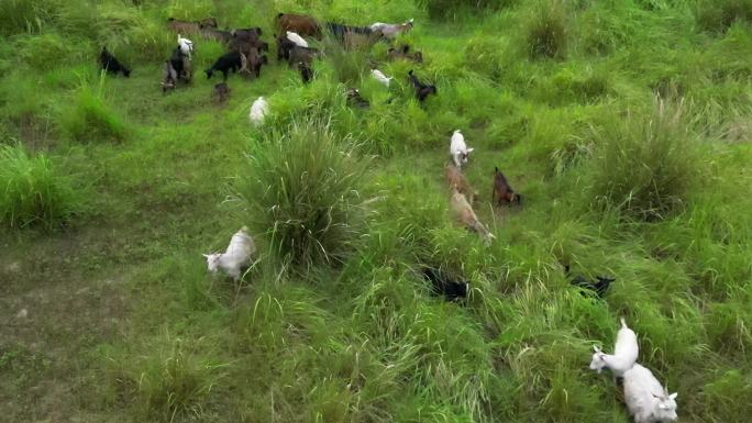 天然生态牧场羊群觅食