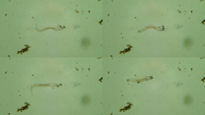 污水中的微生物微生物真菌细菌