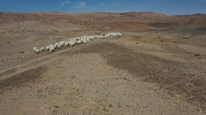 戈壁羊群 绿色天然草原畜牧业 游牧