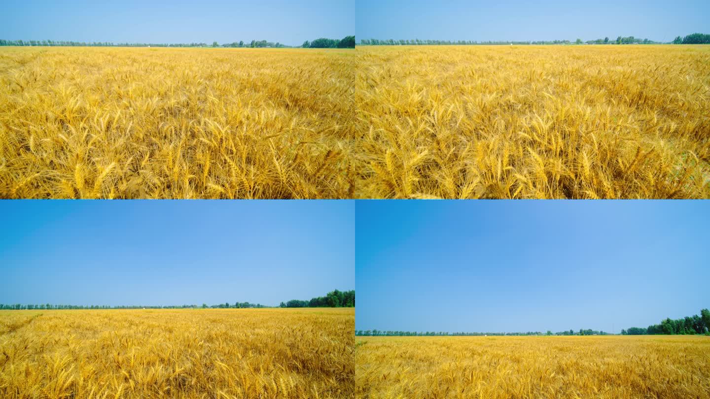 小麦成熟视频