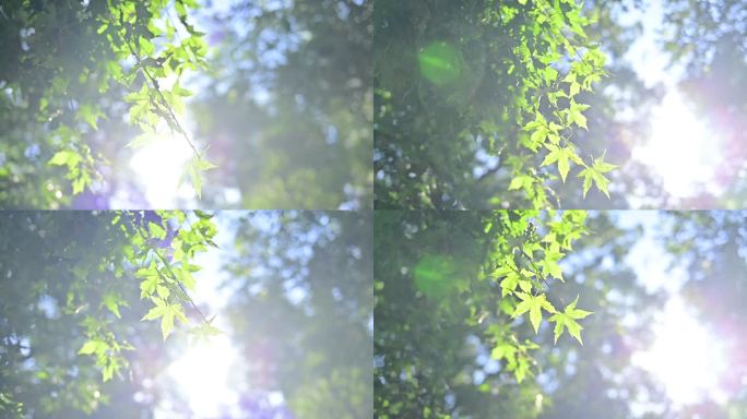 绿色 空镜头 日光   树叶 空气清新