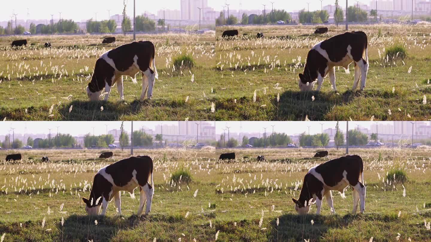 秋天农民在草场放牛自然放养黄牛吃草