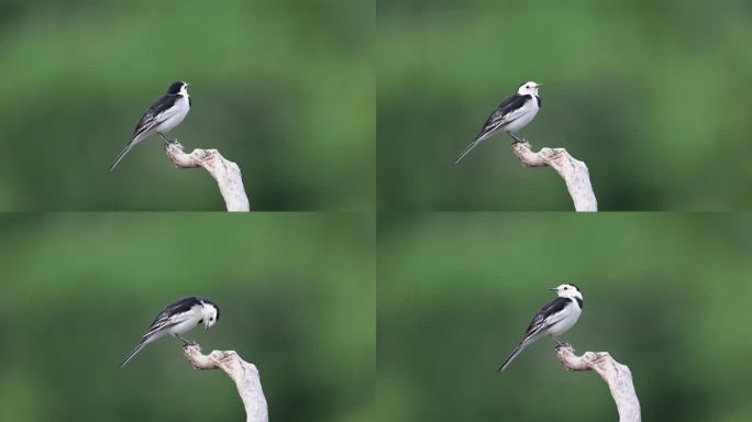 树枝上唱歌的小鸟、白鹡鸰