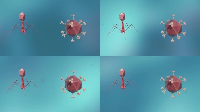 医学微生物病毒病菌细胞形态展示动画
