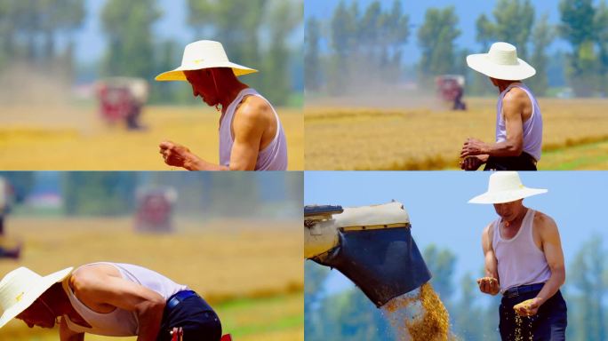 农民收获小麦