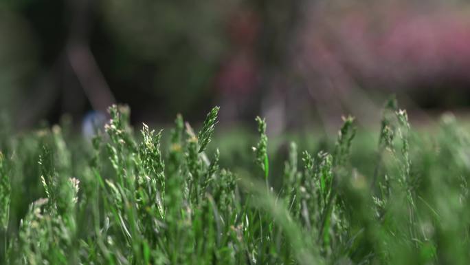 北京四得公园草地 花园植被实拍