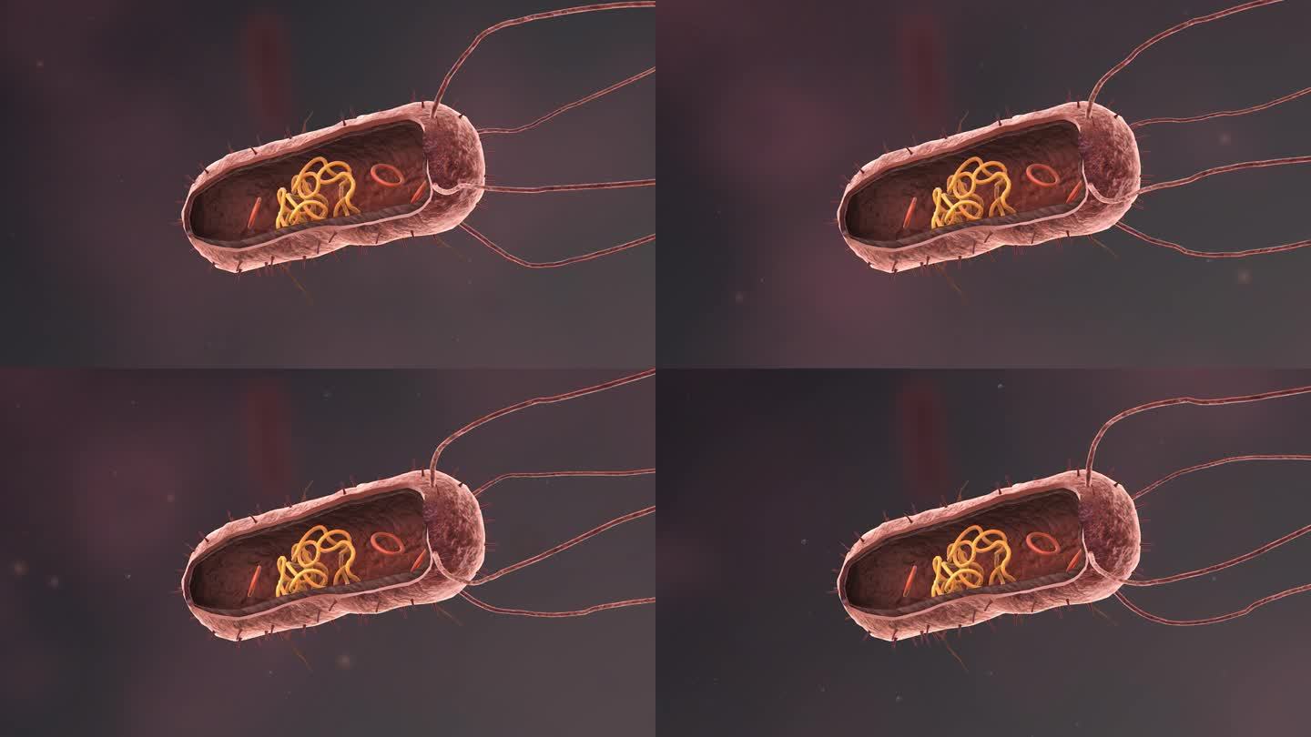 医学细菌流行传染病毒