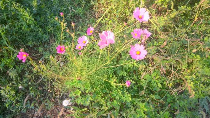 秋季夕阳草地野花