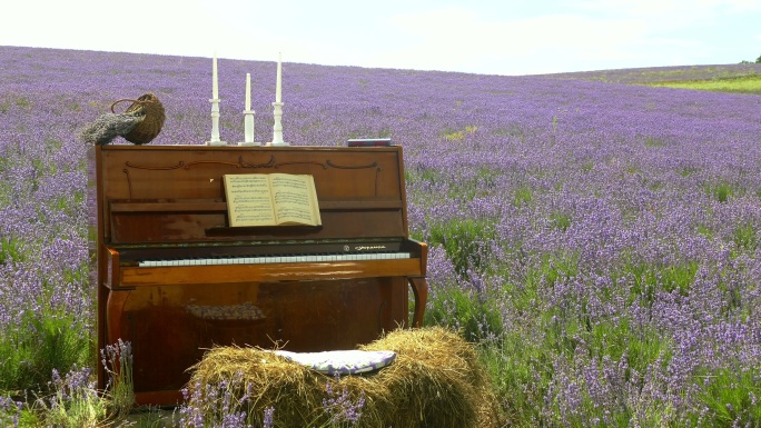 背景-薰衣草地里的一架旧钢琴