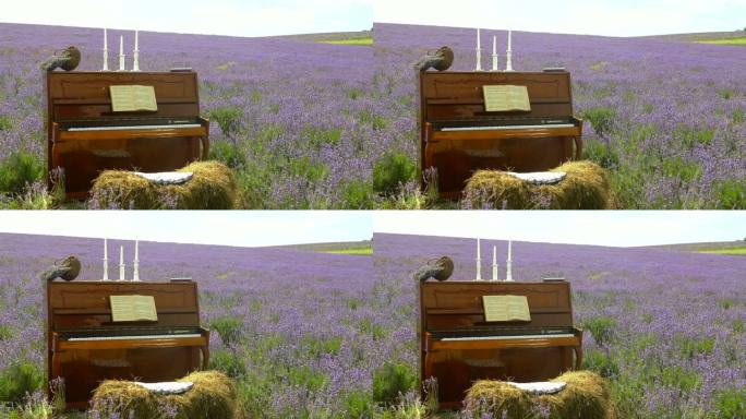 背景-薰衣草地里的一架旧钢琴