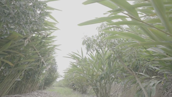 砂仁 沙仁 砂仁种植基地09