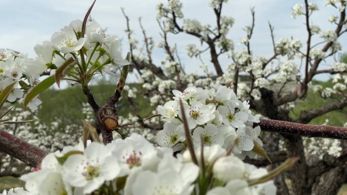 春天的苹果梨园种植希望唯美