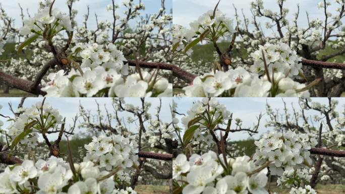 春天的苹果梨园种植希望唯美