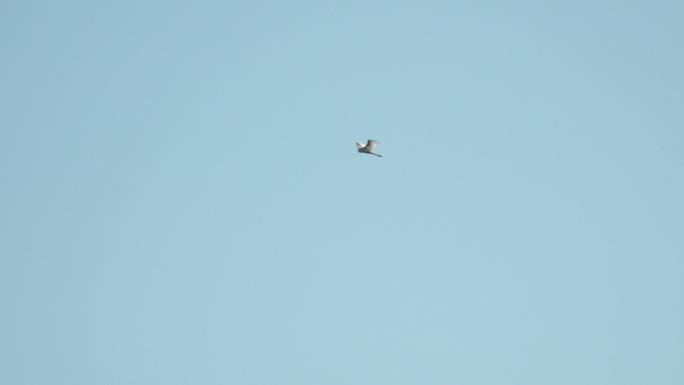 空中飞翔的白鹭湿地白鹭飞过