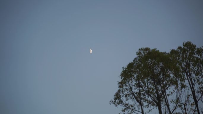 月亮树林弯月树木风吹树叶森林夜空天空黑夜