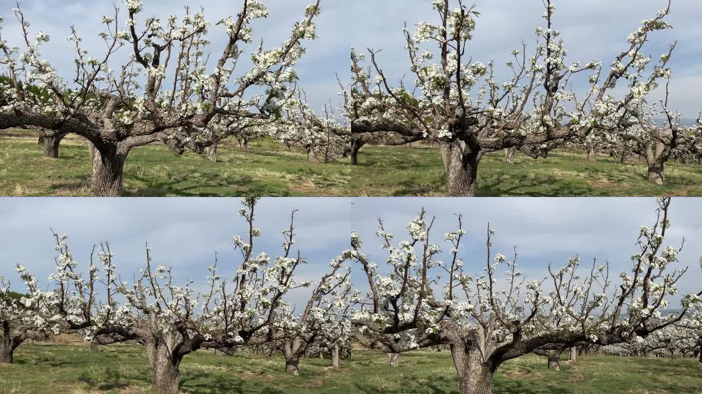春天的苹果梨园种植业