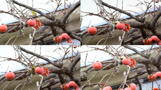 雪中绣眼鸟吃柿子（3）