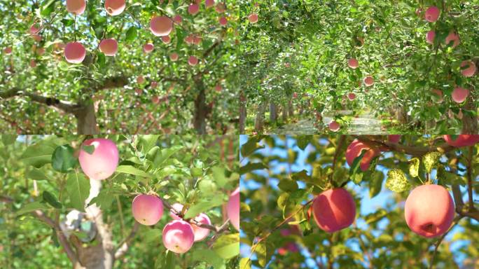 大红苹果丰收季