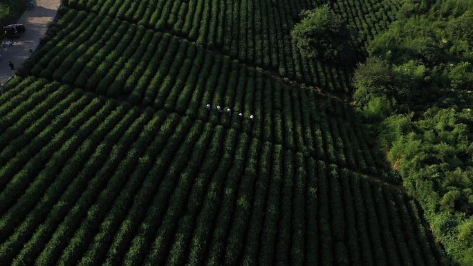 俯拍采茶茶山