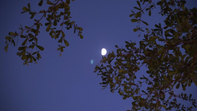 月亮树林弯月树木风吹树叶森林夜空天空黑夜