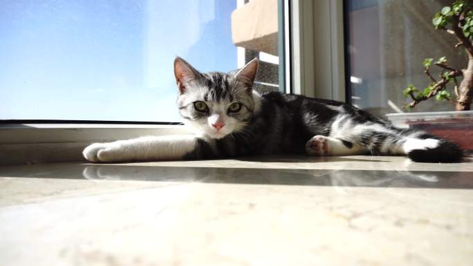 国庆猫咪的休闲时刻猫咪睡觉窗台上玩耍