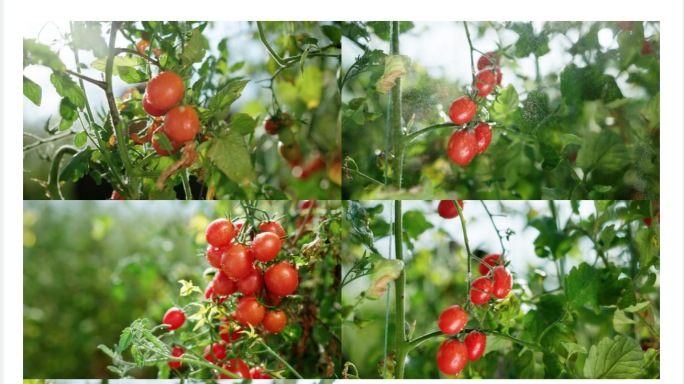 现代农业采摘圣女果小番茄