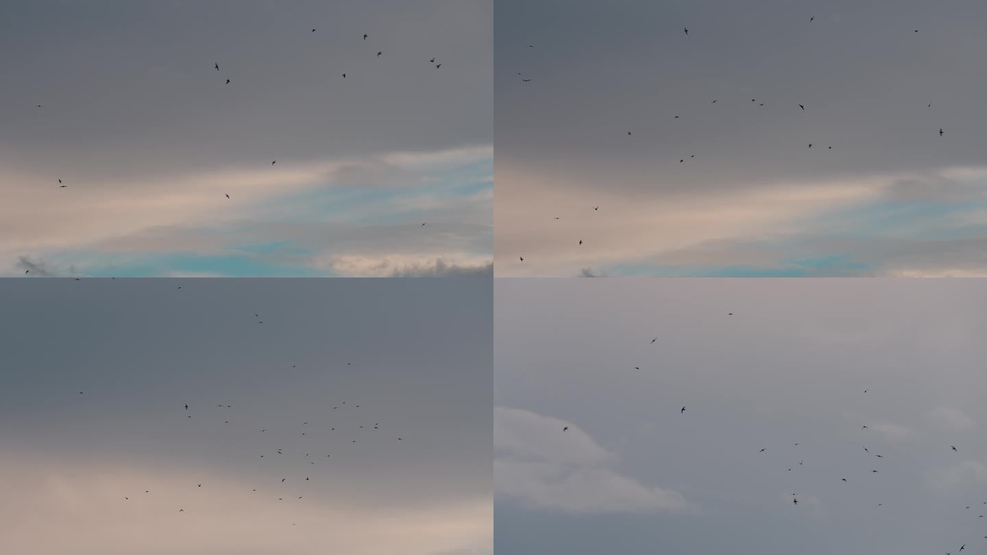燕子飞翔-慢镜头