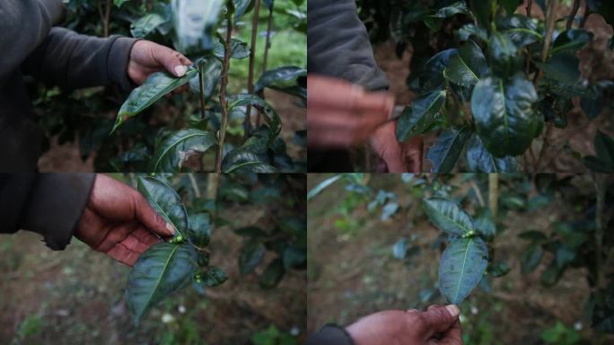 茶农在茶园查看茶树的情况