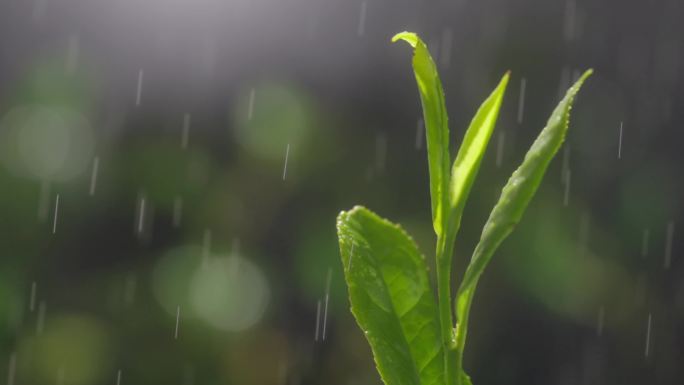 茶叶茶芽绿茶红茶高速春天茶艺萌芽炒茶春茶