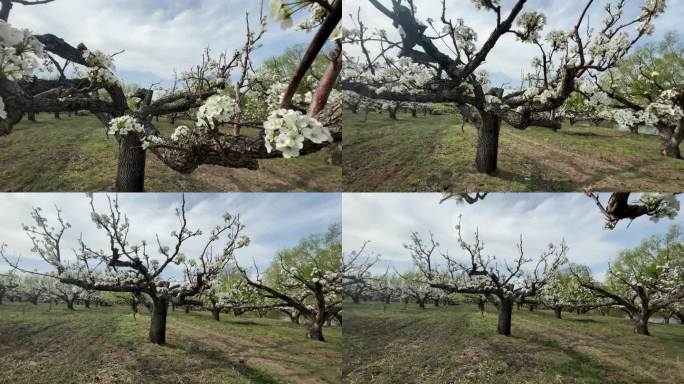 春天的苹果梨园红苹果苹果树苹果园桃树桃园