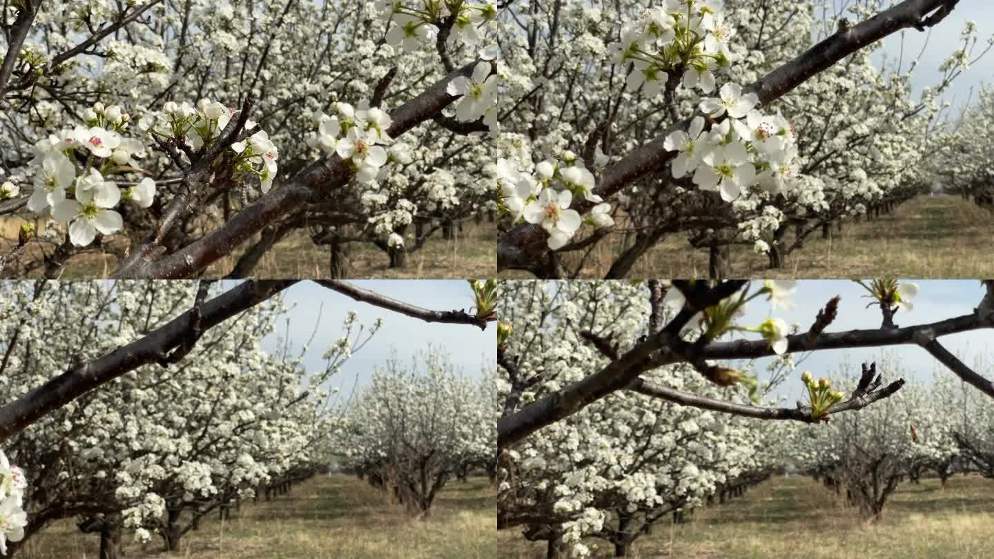 春天的苹果梨园花海春天百花绽放唯美樱花植