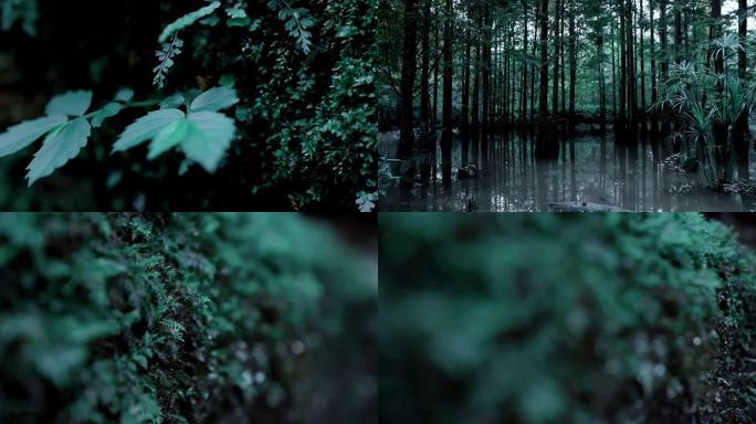 【4K】原始森林雨后树叶特写