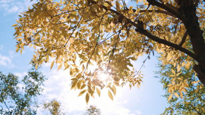 【4K合集】秋天唯美阳光金黄树叶空镜
