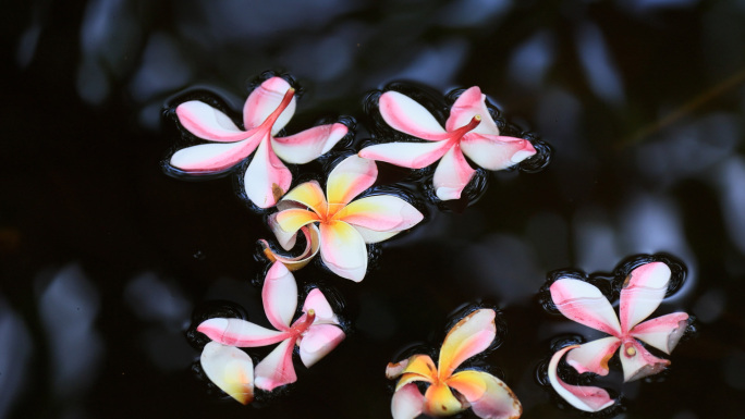 花朵飘落在水中诗意画面