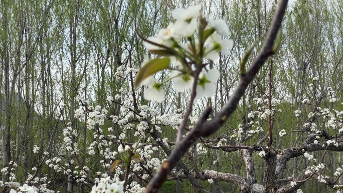 春天的苹果梨园春暖花开花朵花枝盛开梨花