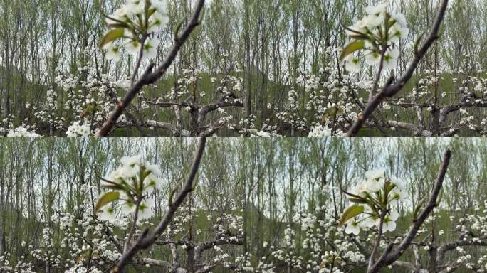春天的苹果梨园春暖花开花朵花枝盛开梨花