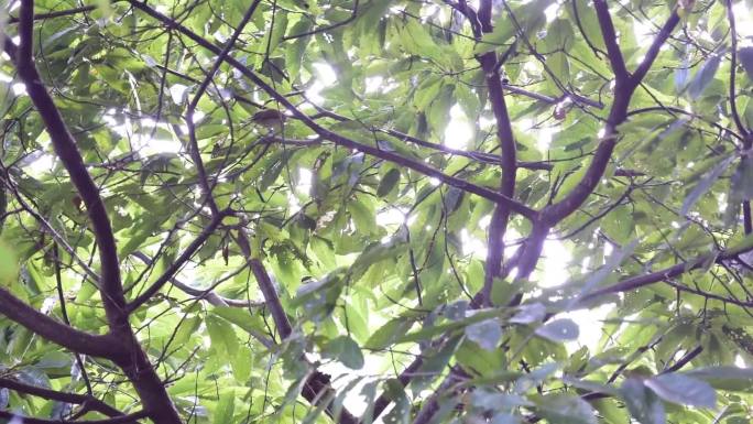 在栗子树上玩耍的绣眼鸟