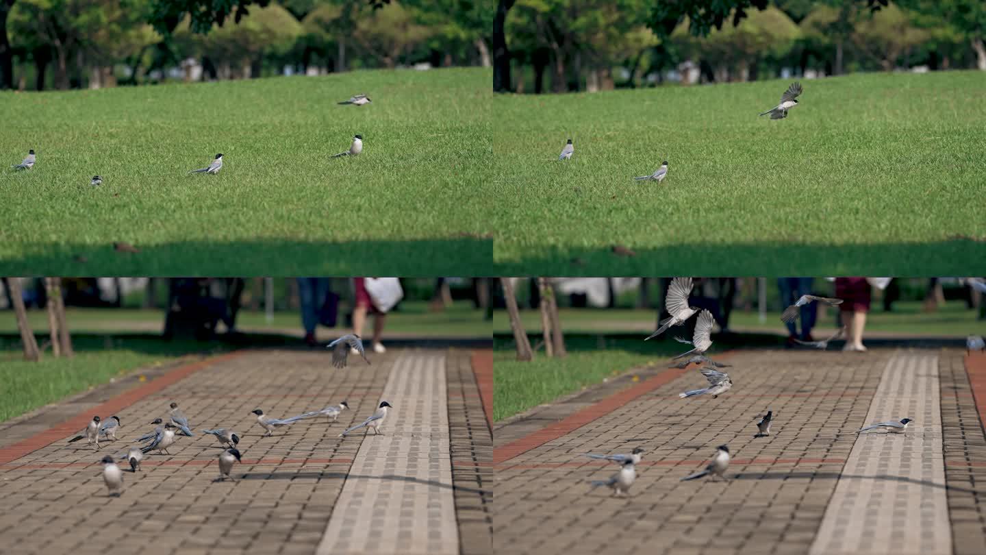 公园灰喜鹊-慢镜头