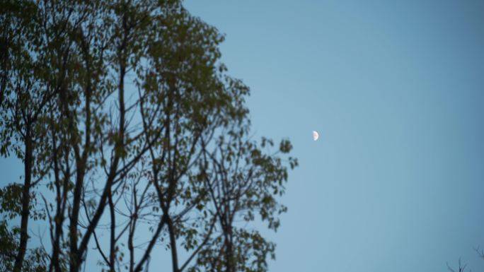 白天月亮树林弯月树木风吹树叶森林夜空天空