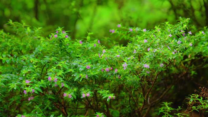 伤感下雨空镜头