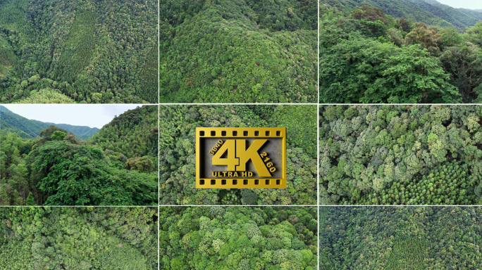 4k森林大自然植被航拍风景树林山山川风光