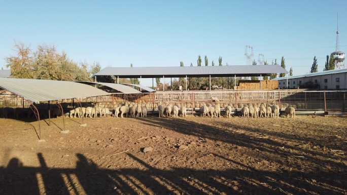 西北农场农牧养殖羊群
