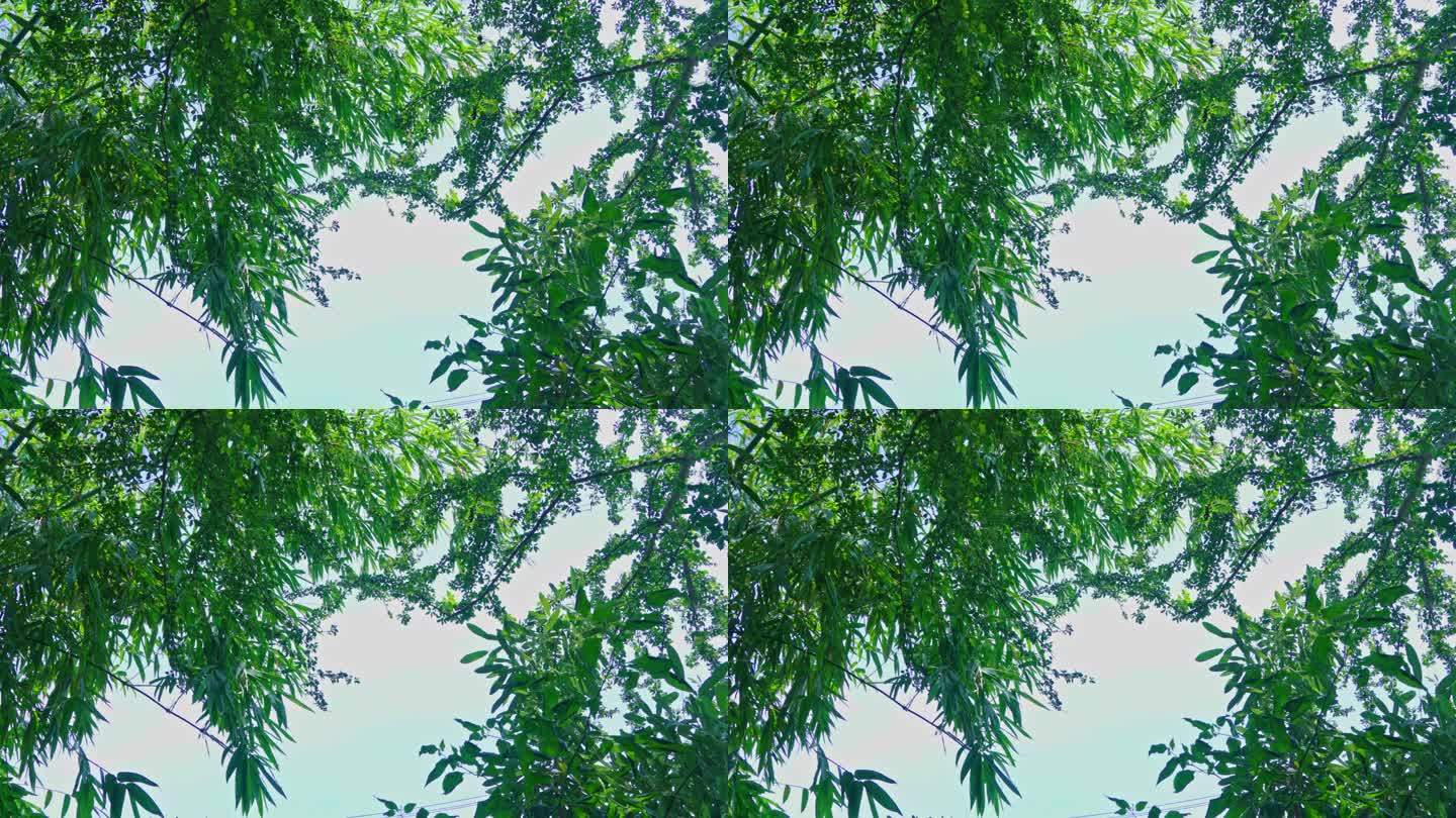 4k视频，风中的竹叶以蓝天为背景，绿叶自然风光以复制空间