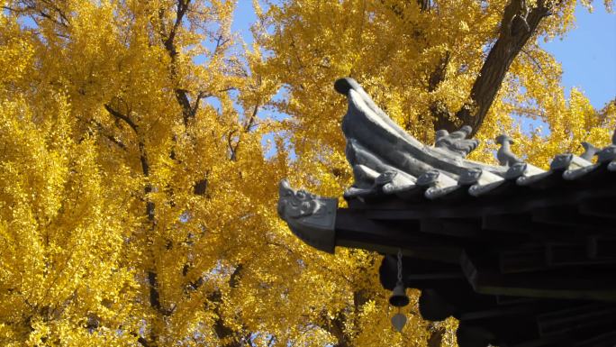 西安观音禅寺银杏落叶风光景区