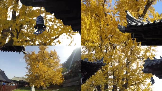 西安观音禅寺银杏落叶风光景区