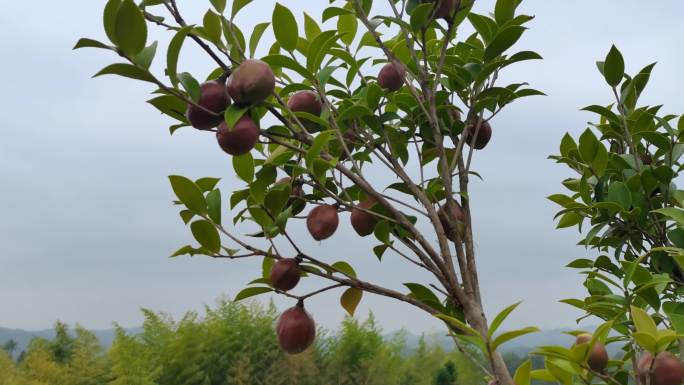 油茶籽挂果状态