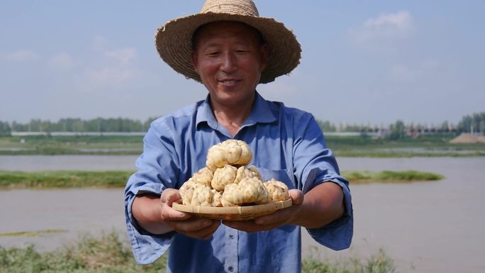 百合种植