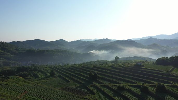 高山茶 茶山 茶叶 云雾 航拍茶山